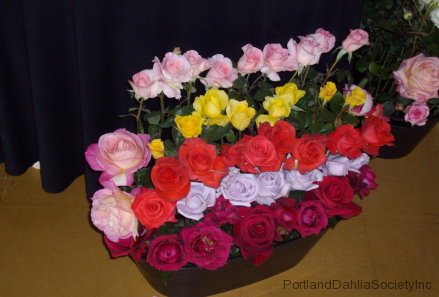 Stunning Treloar Roses